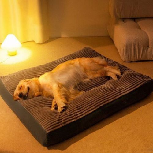 Un golden retriever allongé paisiblement sur un lit pour chien XXL confortable dans une piÚce avec une lumiÚre chaleureuse