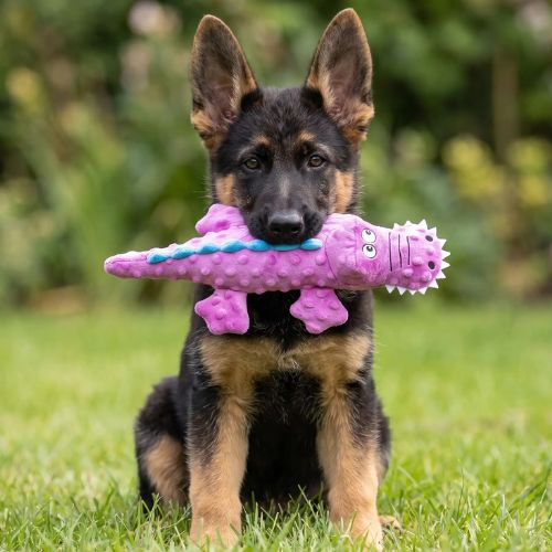 Chiot Berger Allemand tenant dans sa gueule une peluche pour chien crocodile violette