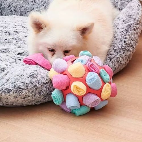Un petit chihuahua blanc joue avec une balle pour chien à renifler rouge conçu pour développer ses sens naturel