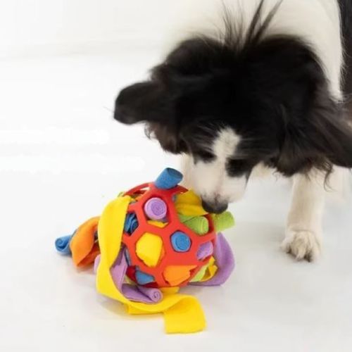 Un chien occuper de chercher les croquettes cacher dans une balle pour chien rouge
