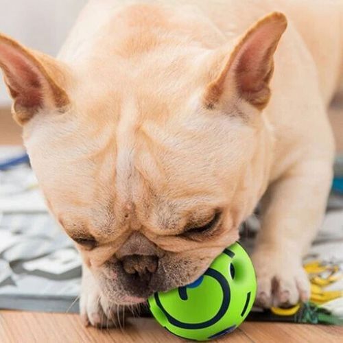 Chien heureux courant avec une balle pour chien dans la gueule idéale pour les jeux en intérieur ou extérieur.