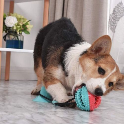 chien en mouvement tirant sur une balle pour chien fixée par ventouse au sol