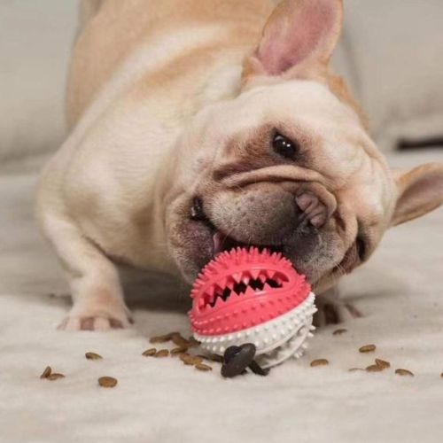 balle pour chien conçue pour stimuler, occuper et canaliser l’énergie d’un chien actif
