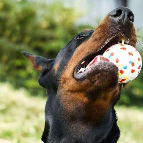 Un Dobermann joue avec un Ballon pour chien flottant et résistant utilisé pour des jeux aquatiques