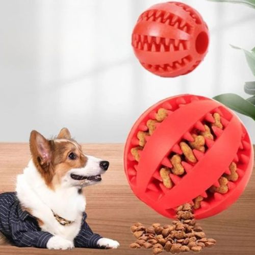 Un petit chien heureux de son jouet le ballon pour chien à friandises et mastication rouge