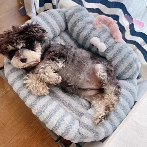 Canapé pour chien bleu rayé avec rebords moelleux, petit chien allongé confortablement
