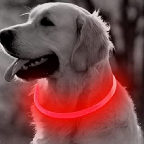 Collier lumineux chien rouge pour sécuriser vos promenades nocturnes