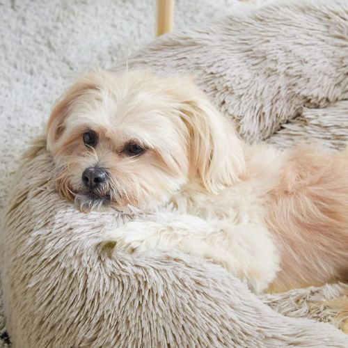Chien détendu sur un coussin chien apaisant en peluche, couchage doux et lavable pour un repos optimal