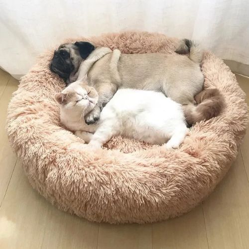 Chien carlin et chat blanc endormis ensemble sur un coussin chien en peluche beige, couchage doux et apaisant pour animaux