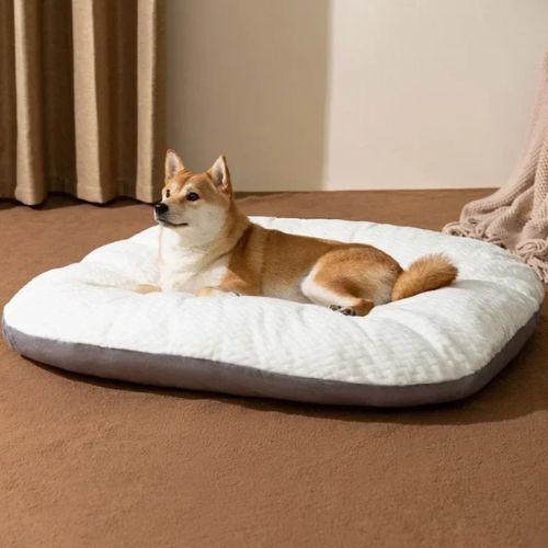 Chien assis sur un coussin chien moelleux et élégant, dans un intérieur chaleureux