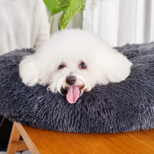 Coussin Chien Oasis Douce