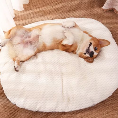 Coussin Chien | Grododo™