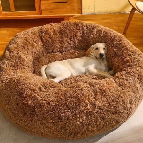 Un Labrador couché dans un Coussin déhoussable pour chien marron en peluche avec rebords, idéal pour un sommeil apaisé et confortable.