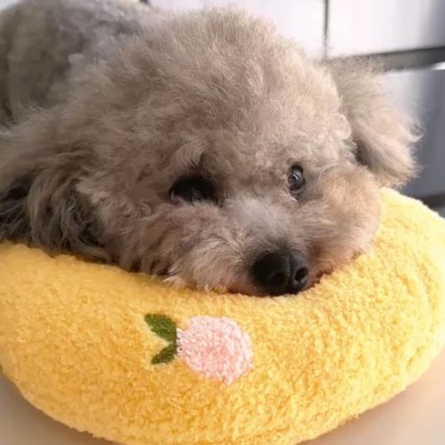 Oreiller pour chien apaisant