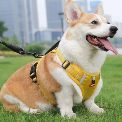 Chien Corgi heureux en plein air équipé d’un harnais anti traction jaune solide