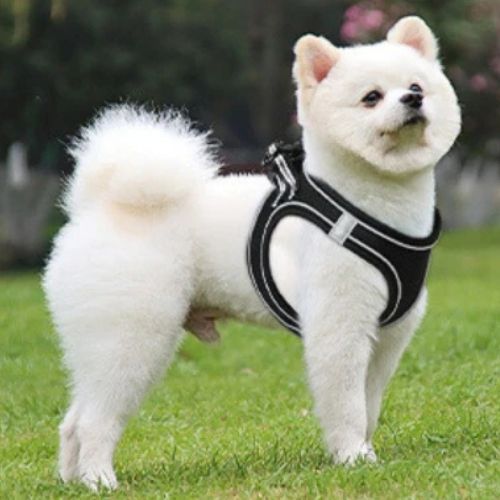 Harnais petit chien noir léger et respirant avec bandes réfléchissantes pour sécurité nocturne