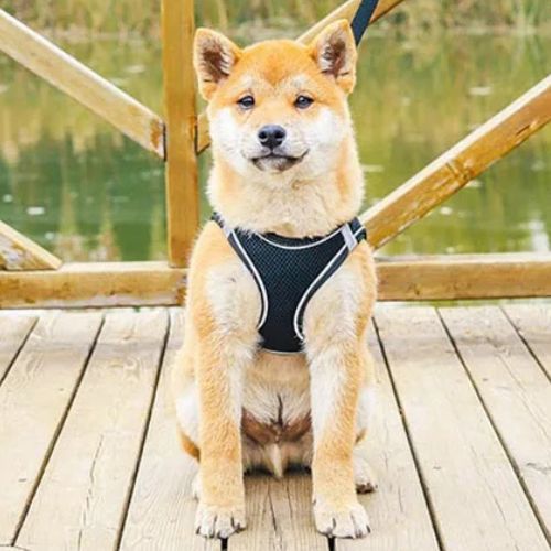 Harnais petit chien réfléchissant noir en maille respirante, léger et ajustable, pour promenades confortables et sûres