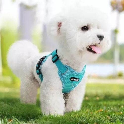 Petit bichon portant un harnais petit chien bleu en promenade dans un parc