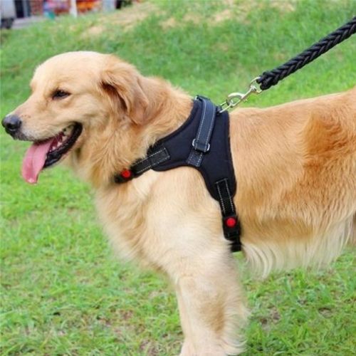 Golden Retriever portant un harnais pour chien noir réglable, confortable et robuste, idéal pour la promenade