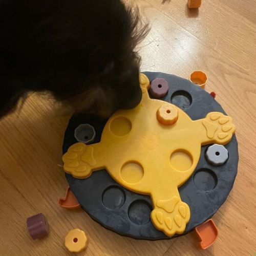 Un Yorkshire jouant avec un jouet pour chien bleu anti-glouton, distribuant des croquettes tout en stimulant son intelligence.