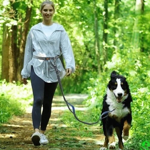 Laisse pour chien bleu élastique assurant confort et liberté de mouvement pendant la marche en foret