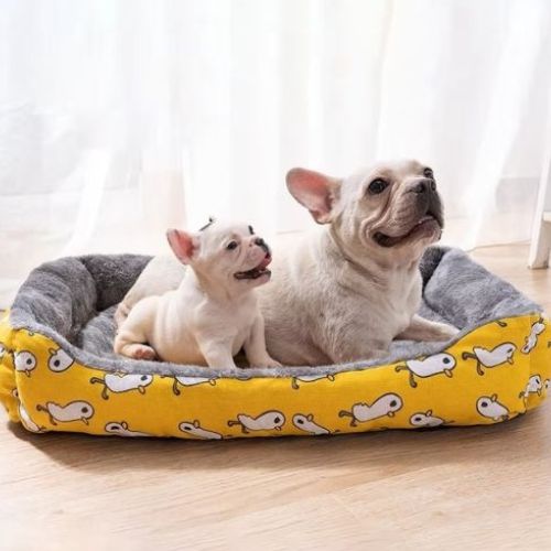 Deux chiens souriants profitant d’un lit chien jaune confortable avec rebords moelleux