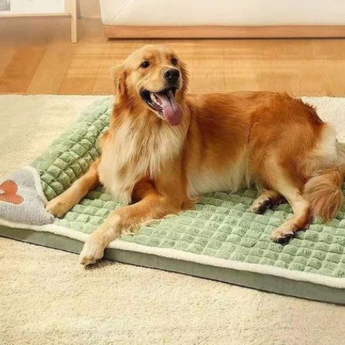 Un labrador allongé paisiblement sur un lit chien orthopédique déhoussable et confortable améliore le sommeil et apaise l’arthrose