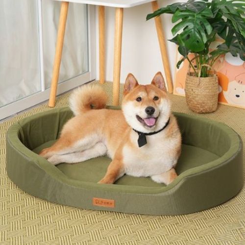 Un Shiba Inu assis tranquillement dans son lit pour chien XXL vert format ovale moelleux offre un repos réparateur