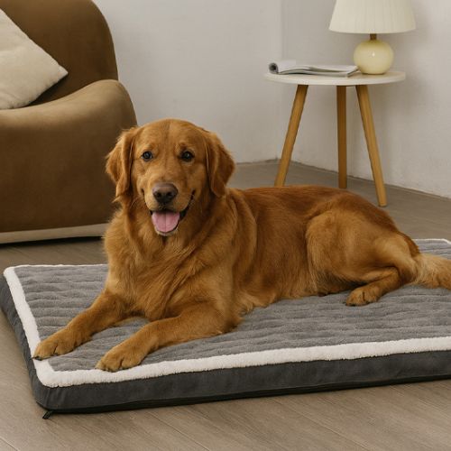 Un labrador bien détendu dans son lit pour chien orthopédique. Confort mémoire de forme, doux au toucher et tailles adaptées à tous les chiens