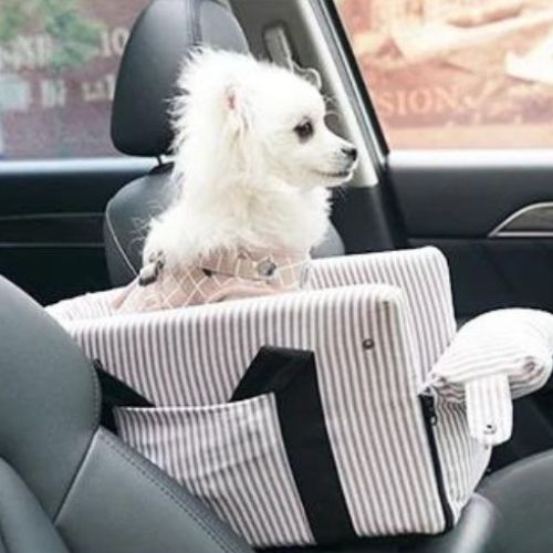 Petit chien blanc assis dans un lit pour chien utilisé comme siège auto, installé sur l'accoudoir sécurisé avec harnais, confort maximal pour les trajets en voiture