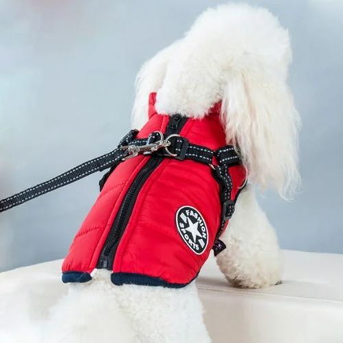 Un petit chien blanc équipé d’un manteau pour chien rouge avec harnais intégré réfléchissant