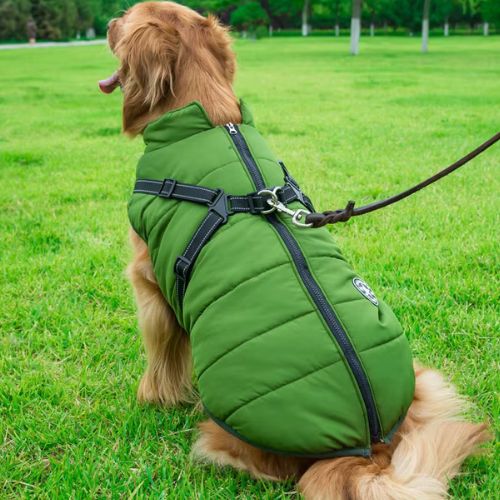 Chien portant un manteau pour chien vert imperméable avec harnais intégré.