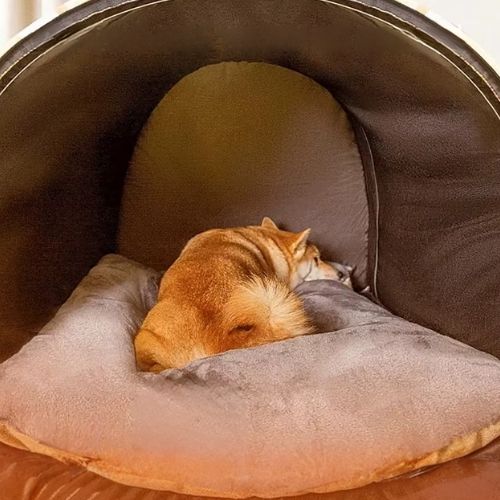 niche chien interieur refuge doux