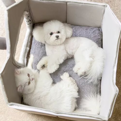 Niche pour chien intérieur en forme de maisonnette avec un petit chien et chat blanc installé paisiblement dans une ambiance cocooning et tamisée.