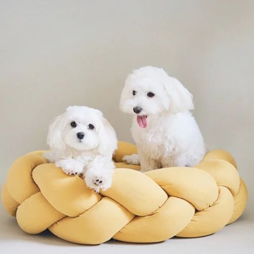 Deux petit chien détendu dans un panier à chien tressé doux et enveloppant couleur moutarde