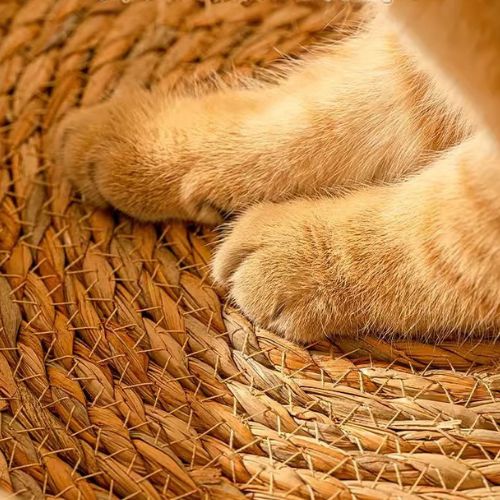 Panier Chien Osier | Luxpanierâą