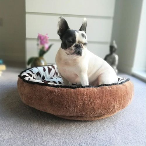 Petit chien assis dans un panier chien motif girafe à l'intérieur, et velours marron à l'extérieur, posé dans une pièce chaleureuse