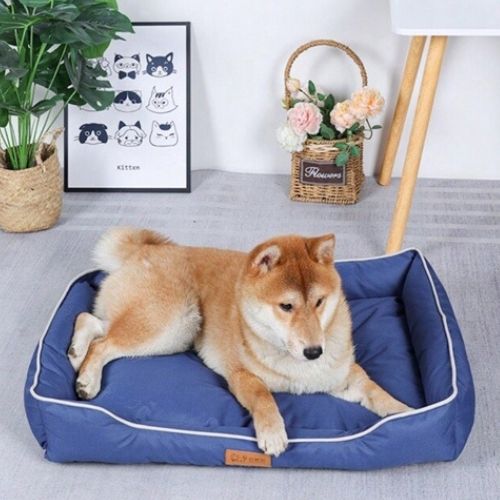 Chien Shiba Inu allongé dans un panier pour chien bleu confortable et résistant, intérieur doux et rebords sécurisants, idéal pour repos et détente.