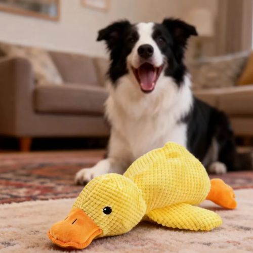 Un chien Border Collie heureux au salon, installé derrière une grande peluche pour chien en forme de canard jaune idéale pour le jeu.