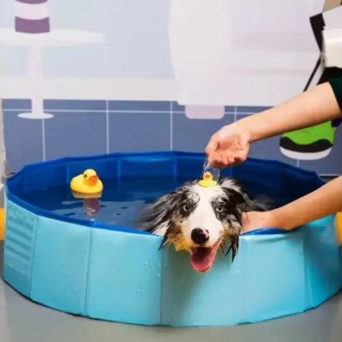 Chien qui sâamuse dans une piscine pour chien bleu rĂ©sistante et antidĂ©rapante.