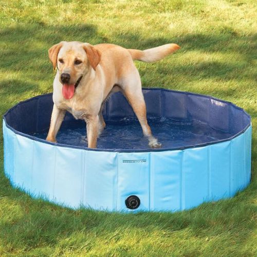 Labrador beige debout dans une piscine pour chien bleue en plein jardin.