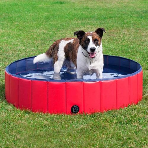 Chien heureux profitant dâune piscine pour chien rafraĂźchissante rouge sur la pelouse.
