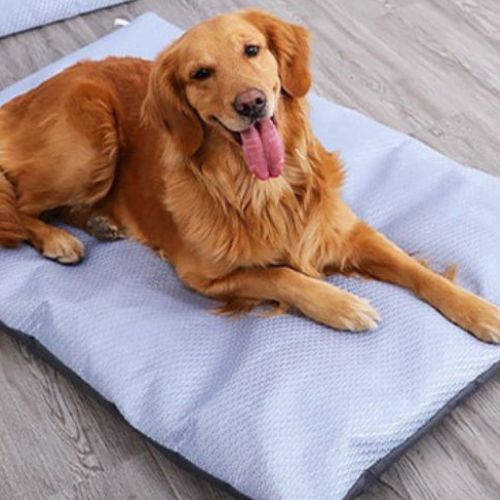 Golden Retriever allongé sur tapis chien rafraichissant bleu clair