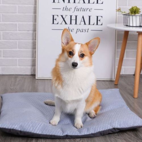 Corgi heureux assis sur tapis chien rafraichissant en intérieur