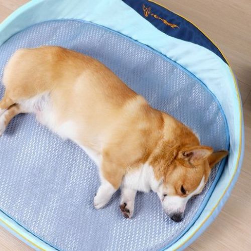 Tapis chien rafraichissant rond bleu avec corgi allongé en intérieur