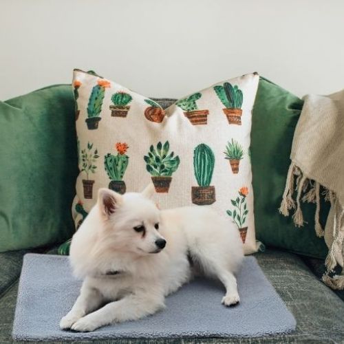 Tapis pour chien chat gris imperméable anti-stress moelleux avec un Chihuahua blanc allongé de tout son long