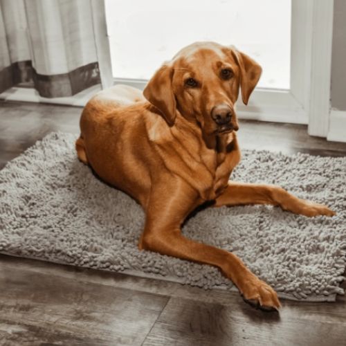 tapis-pour-chien-a-l-entree-labrador-allonge-sereinement-confortablement