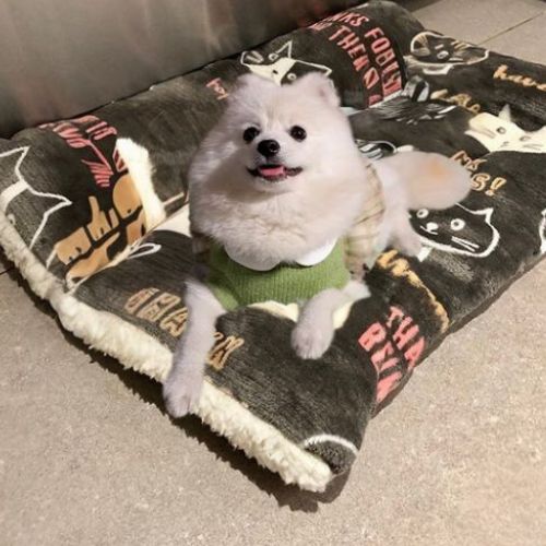 Un Chihuahua blanc allongé sur un tapis pour chien marron doux au toucher format rectangulaire