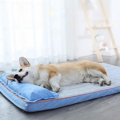 Corgi allongé sur tapis rafraichissant chien moelleux en intérieur