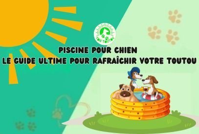 piscine-pour-chien
